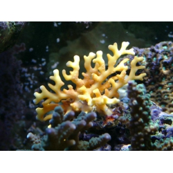 Дистихопора, огненный коралл (Distichopora sp.)